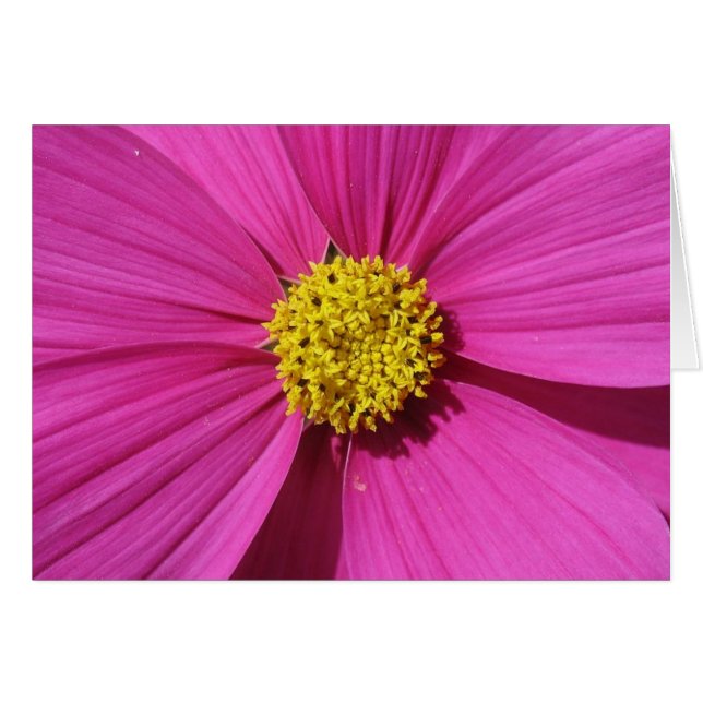 Flor rosa (Anverso (Horizontal))