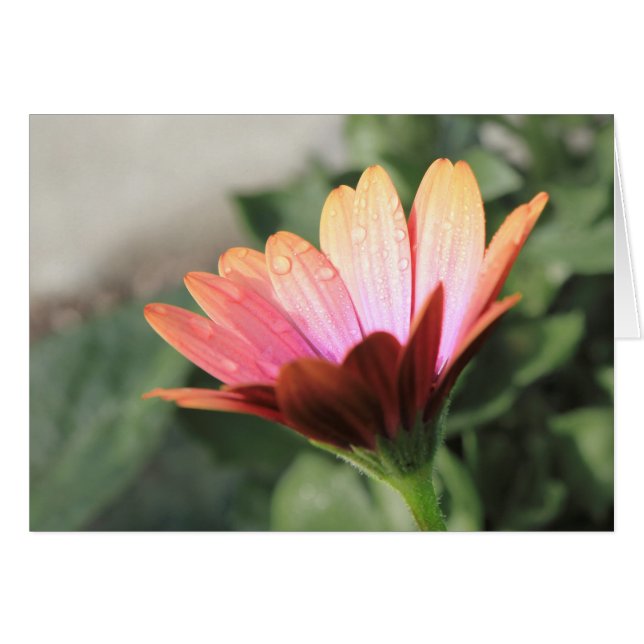 Flor rosa (Anverso (Horizontal))