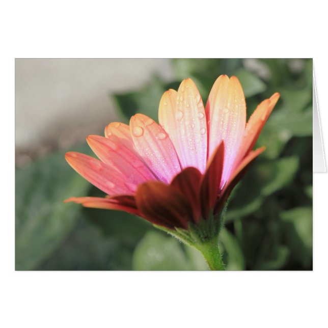 Flor rosa (Anverso (Horizontal))