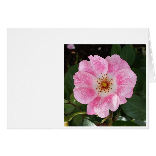 flor rosa a la sombra (Anverso (Horizontal))