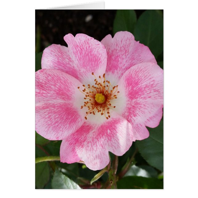 flor rosa a la sombra (Frente)