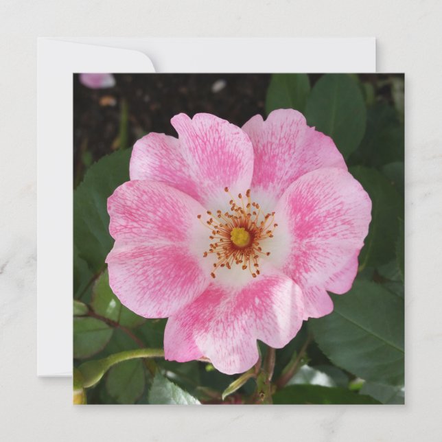 flor rosa a la sombra (Anverso)