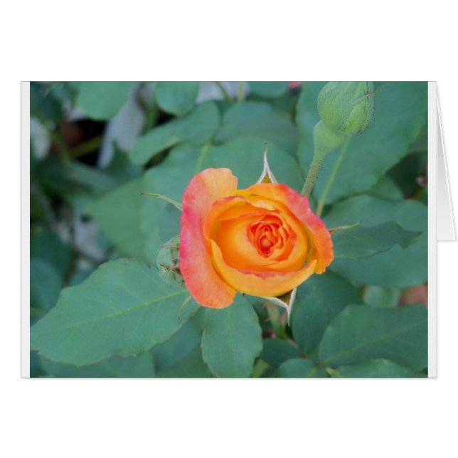 flor rosa amarillo naranja (Anverso (Horizontal))