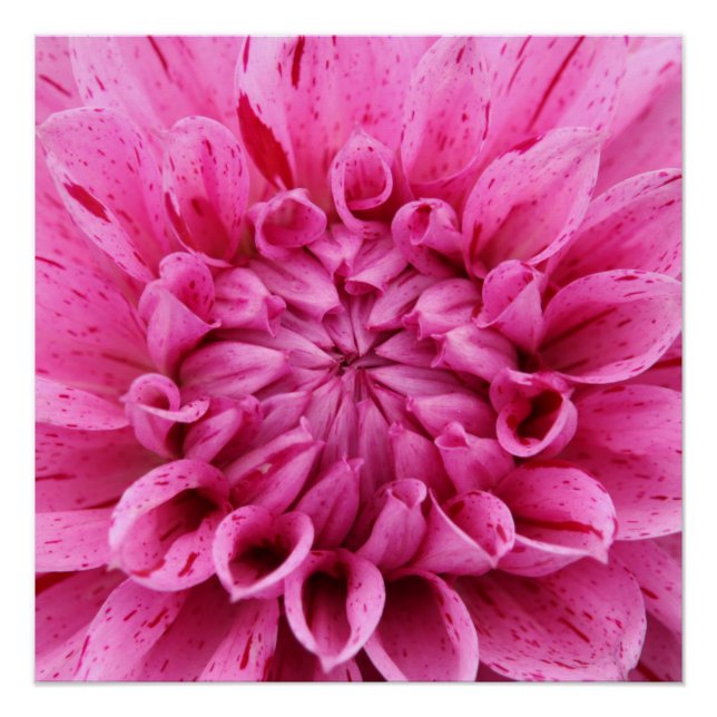 Flor rosa de 20"x20", papel Poster (semibrillante) (Anverso)