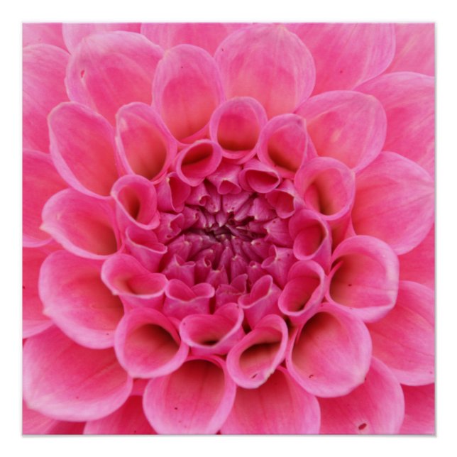 Flor rosa de 20"x20", papel Poster (semibrillante) (Anverso)