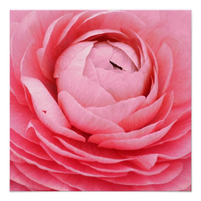 Flor rosa de 20"x20", papel Poster (semibrillante) (Anverso)