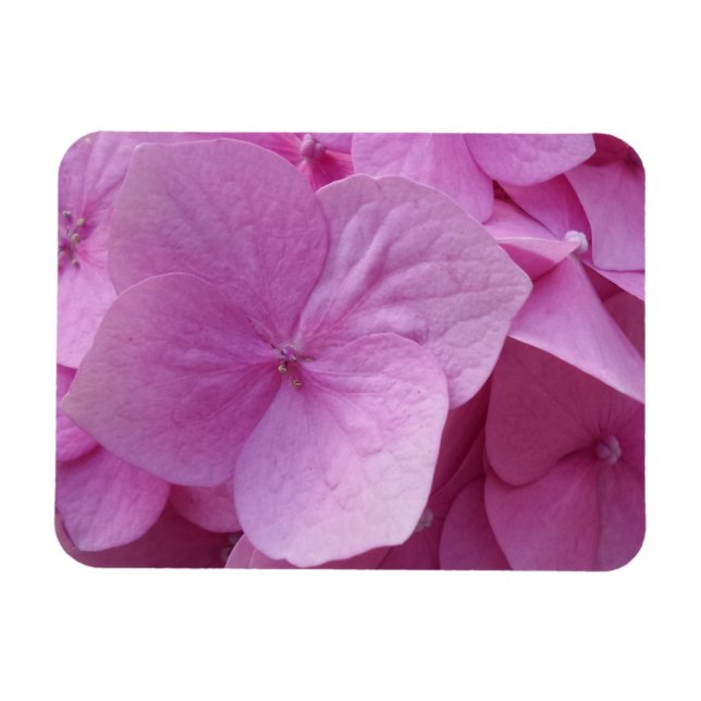 Flor rosa de hidrangea 3"x4" imán (Horizontal)