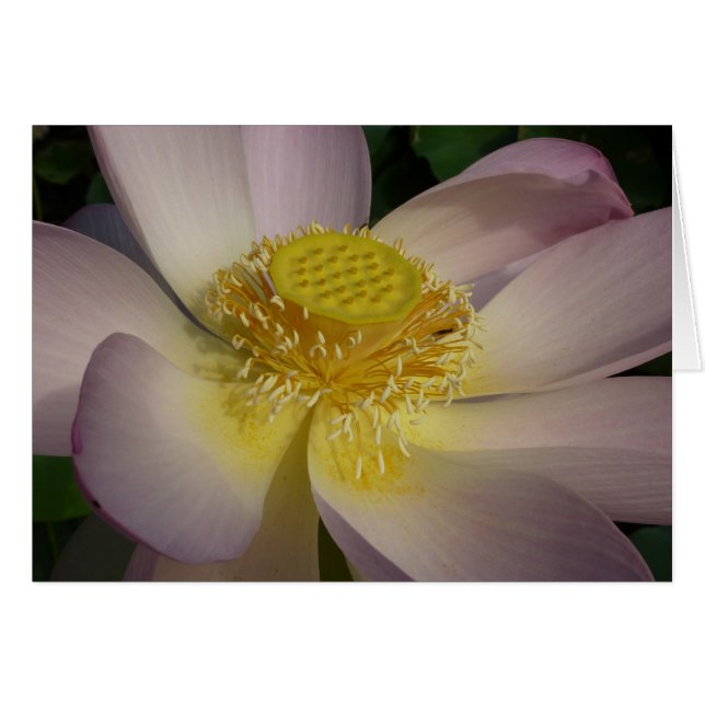 Flor rosa de Lotus I flor de verano (Anverso (Horizontal))