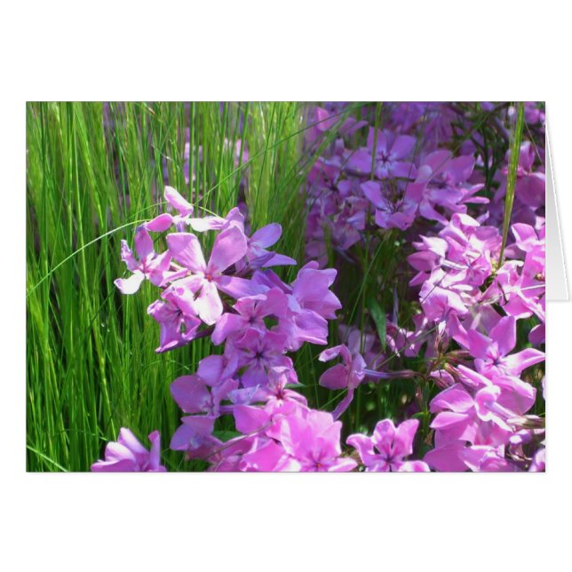 Flor rosa de verano y hierba (Anverso (Horizontal))
