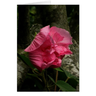 Flor rosa de viento en blanco