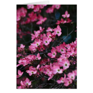 Flor rosa del árbol de dogwood