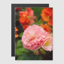 Flor rosa delgada después de la lluvia