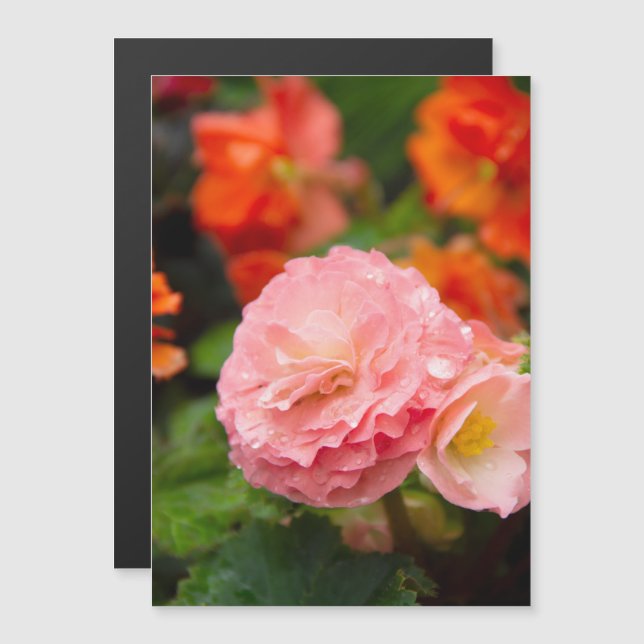 Flor rosa delgada después de la lluvia (Anverso/Reverso)