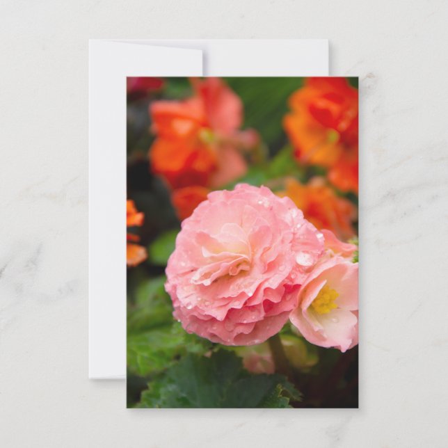 Flor rosa delgada después de la lluvia (Anverso)