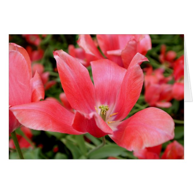 Flor rosa en Tivoli, Dinamarca (Anverso (Horizontal))