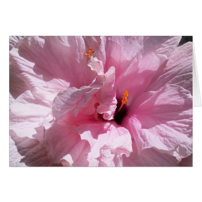 Flor rosa hibiscus (Anverso (Horizontal))