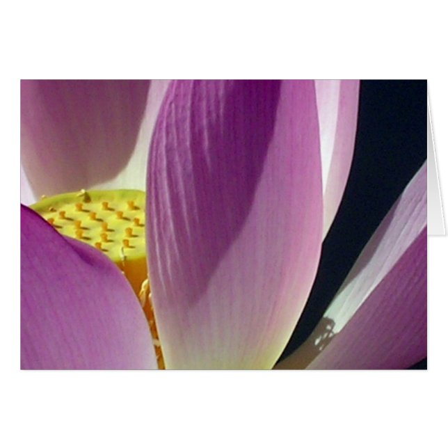 Flor rosa Lotus (Anverso (Horizontal))