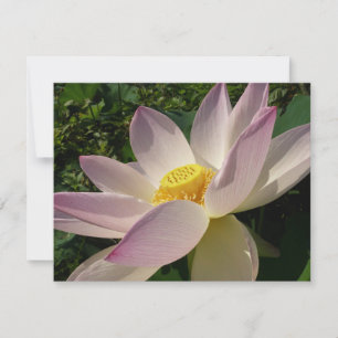 Flor rosa Lotus III flor de verano