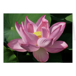 Flor rosa Lotus IV
