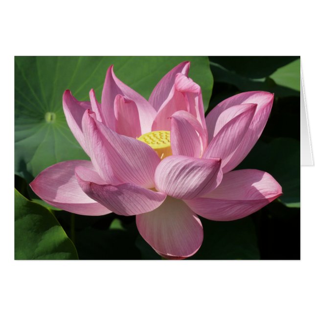 Flor rosa Lotus IV (Anverso (Horizontal))