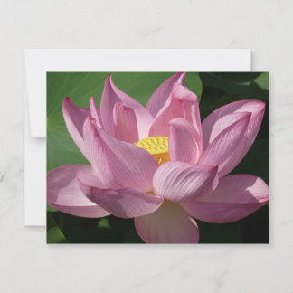 Flor rosa Lotus IV