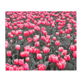 Flor rosa Minimalista de color selectivo arte de l