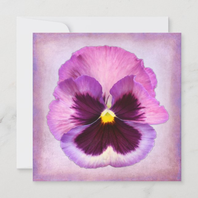 Flor rosa morada de panza (Anverso)