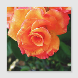 flor rosa naranja