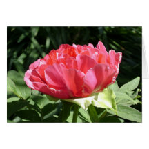 Flor rosa peony