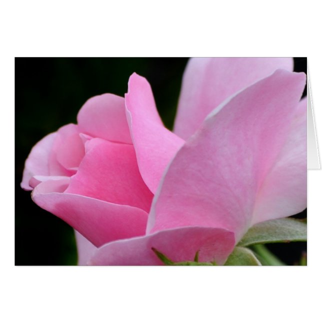 Flor rosa rosa (Anverso (Horizontal))