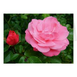 flor rosa rosa rosa rosa