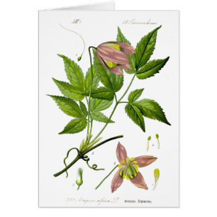 Flor rosa vintage