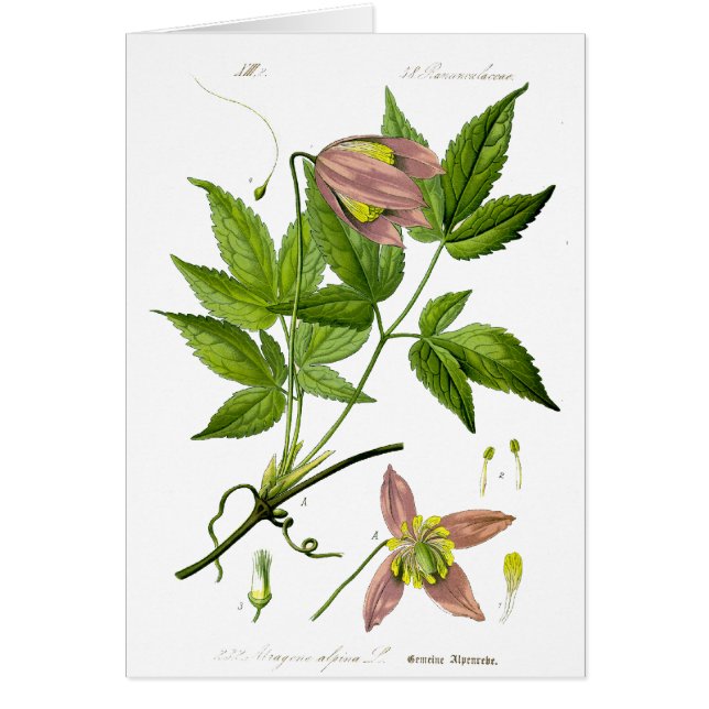 Flor rosa vintage (Frente)