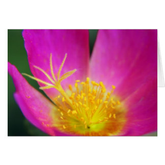 Flor rosa y amarilla