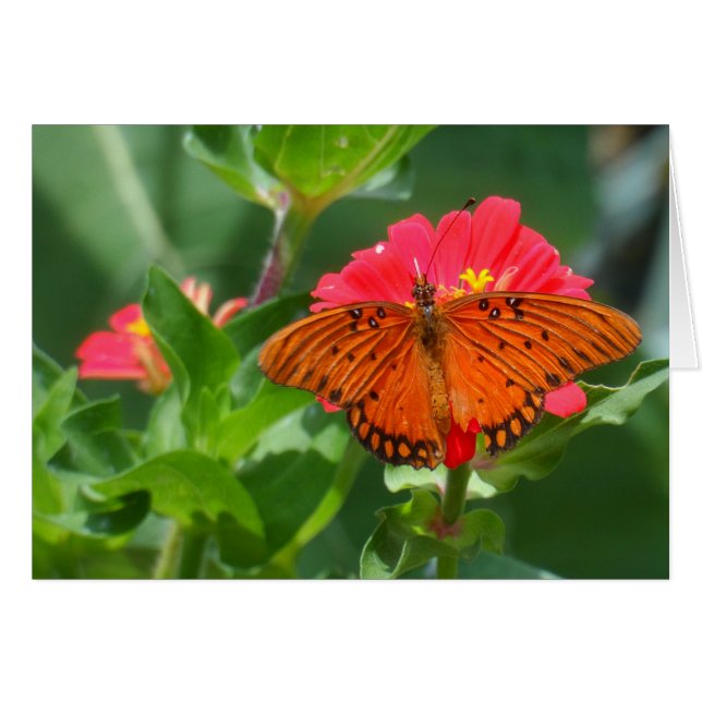 Flor rosa y mariposa (Anverso (Horizontal))