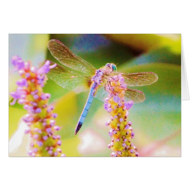 flor rosa y mosca del dragón (Anverso (Horizontal))