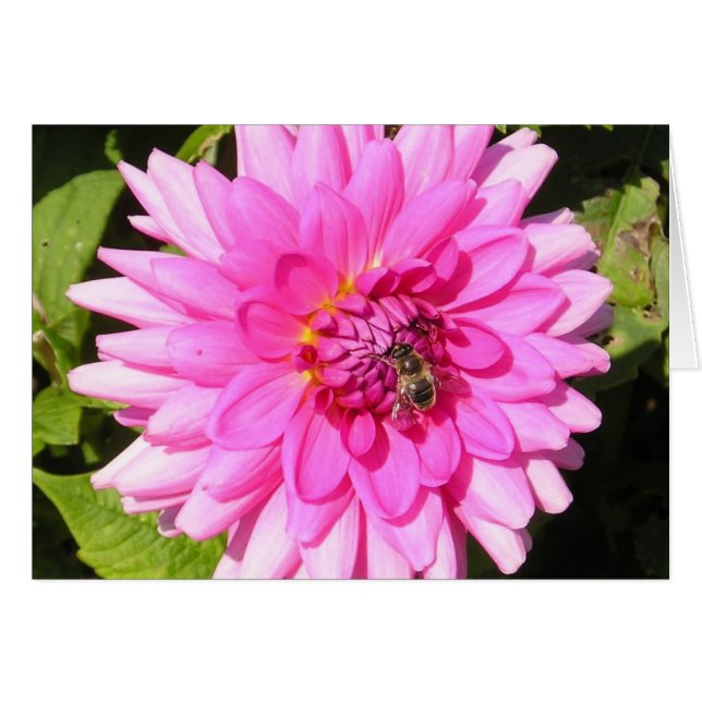 Flor rosa y tarjeta de abeja (Anverso (Horizontal))