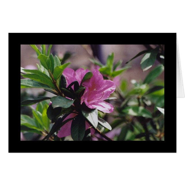 Flor rosada brillante (Anverso (Horizontal))