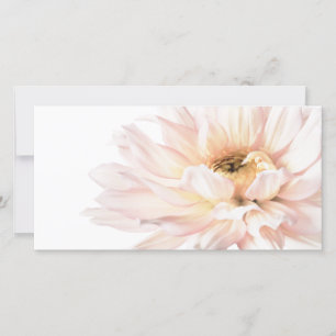 Flor rosada de la dalia - las dalias modificaron