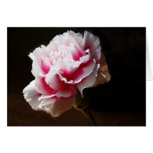 Flor rosada del clavel del clavel