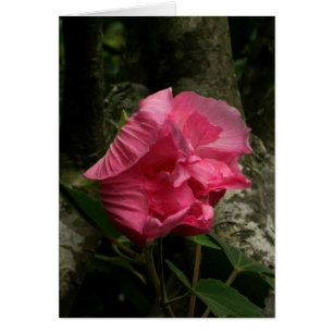 Flor rosada del En blanco-Viento