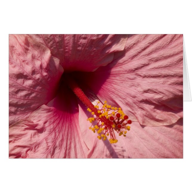 Flor rosada macra del hibisco (Anverso (Horizontal))