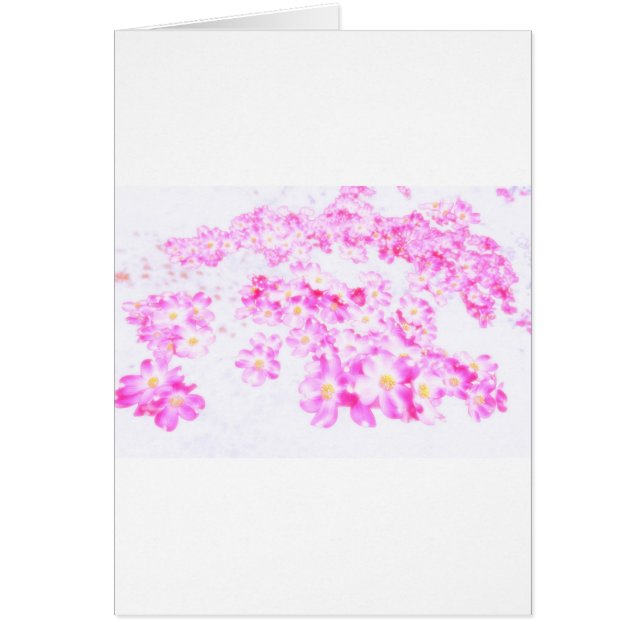 Flor rosado del Dogwood (Frente)