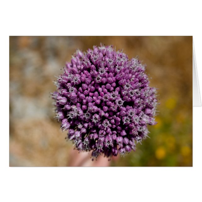 Flor salvaje (Anverso (Horizontal))