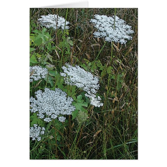 Flor salvaje blanca del cordón de la reina Anne Tarjeta Pequeña