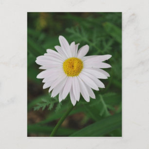 Flor salvaje de la tarjeta de poste de margarita b