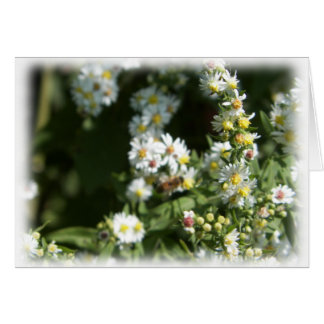 Flor salvaje de margarita