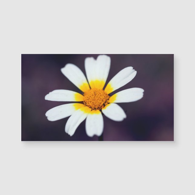 Flor silvestre (Anverso)