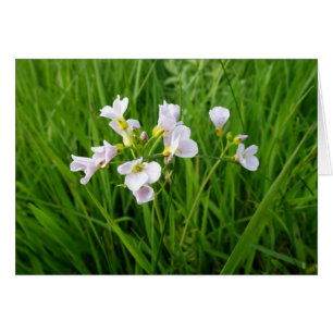 Flor silvestre