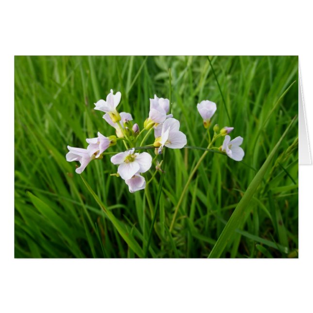 Flor silvestre (Anverso (Horizontal))